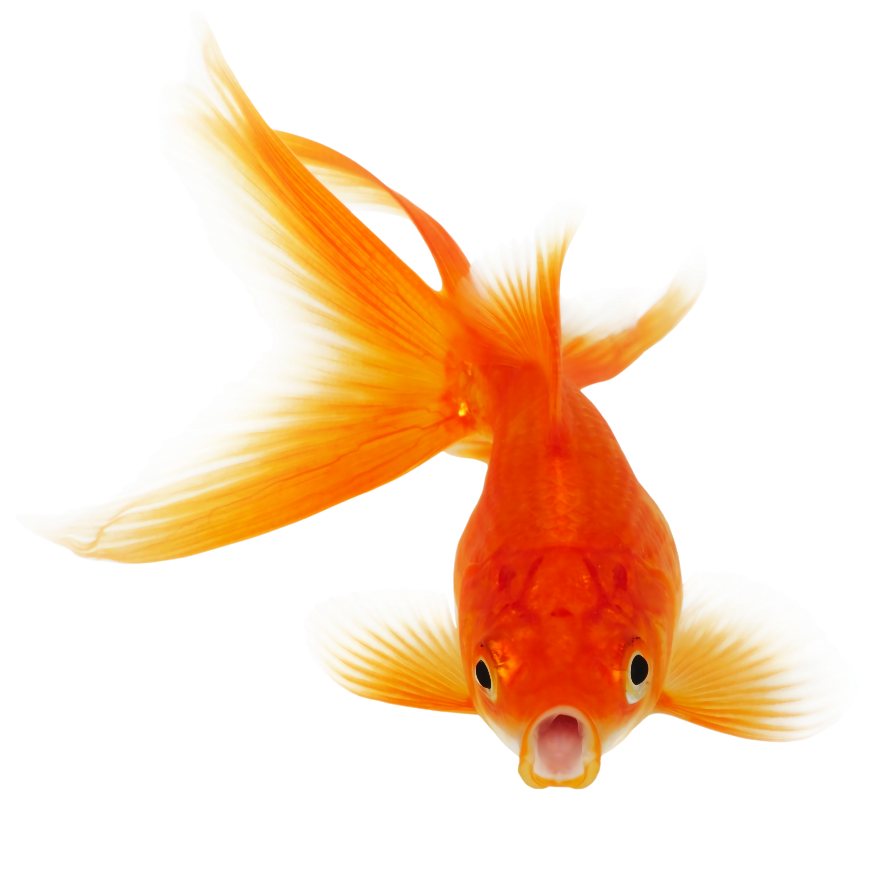 Fish Games