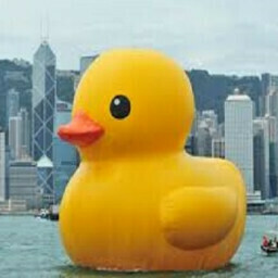 Help The Duck