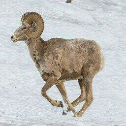 The Running Sheep